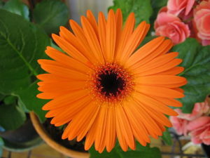 http://upload.wikimedia.org/wikipedia/commons/5/5c/Orange_gerbera.jpg Gerbera